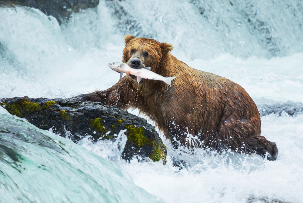 Viaggio in Alaska