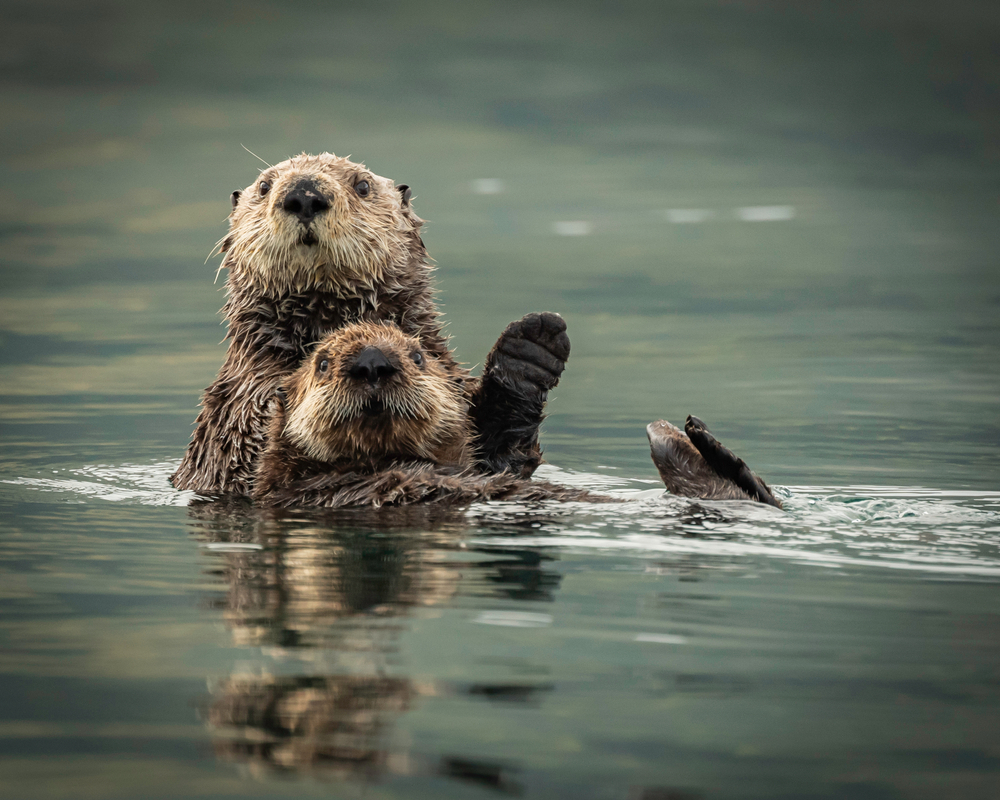 Viaggio in Alaska