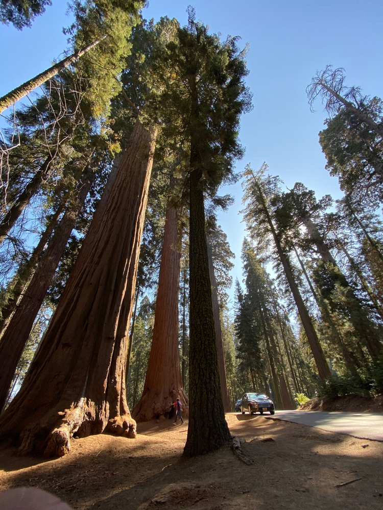 Sequoie giganti in California