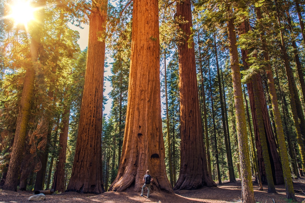 Sequoie giganti