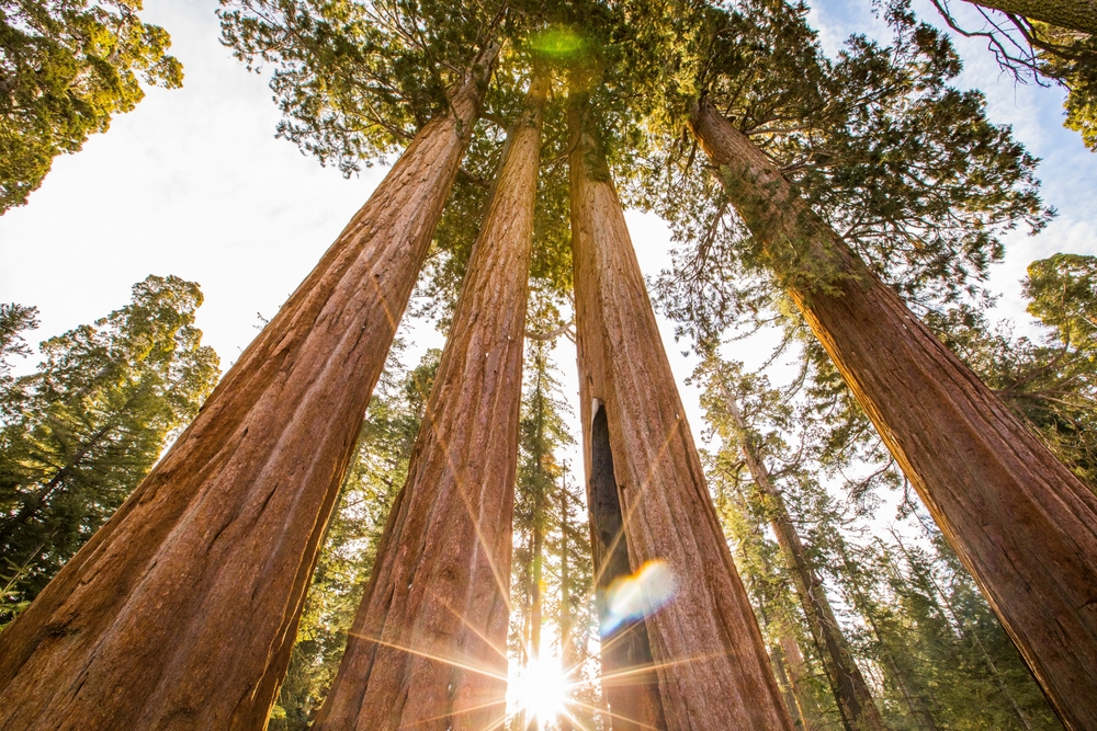 Sequoia in California