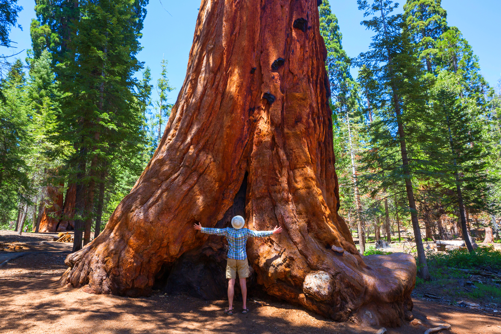 Parco Nazionale di Sequoia