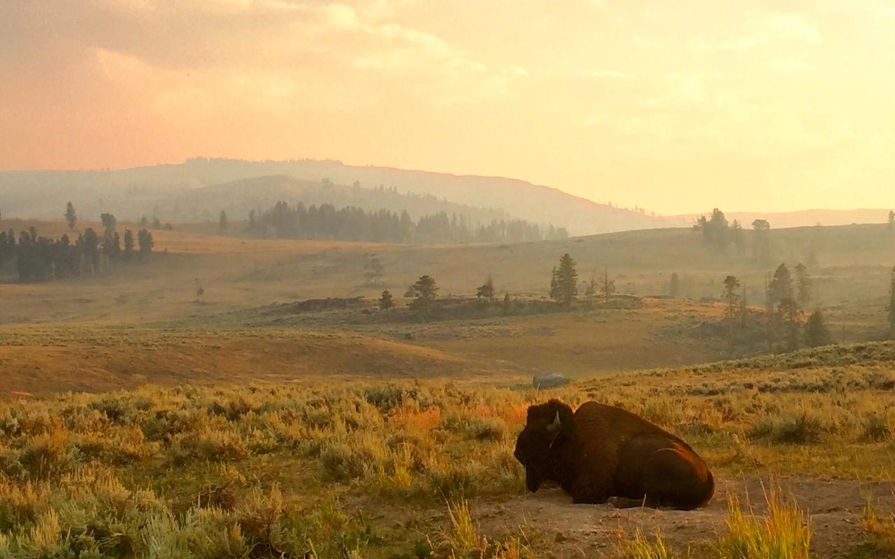 Guida al parco di Yellowstone, Stati Uniti