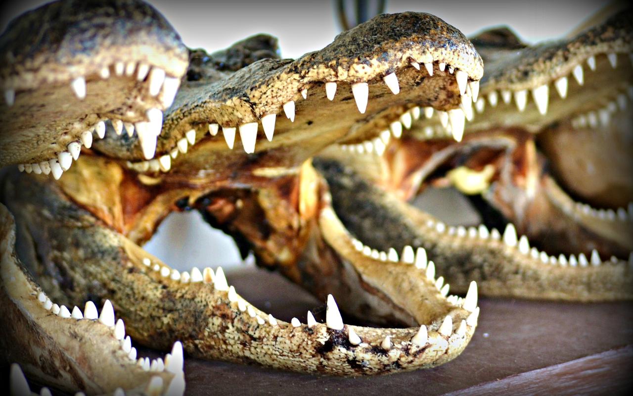 alligatori (florida, stati uniti)