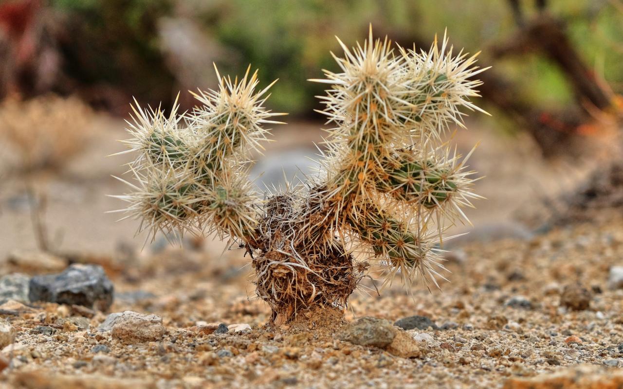 joshua tree (california, stati uniti)