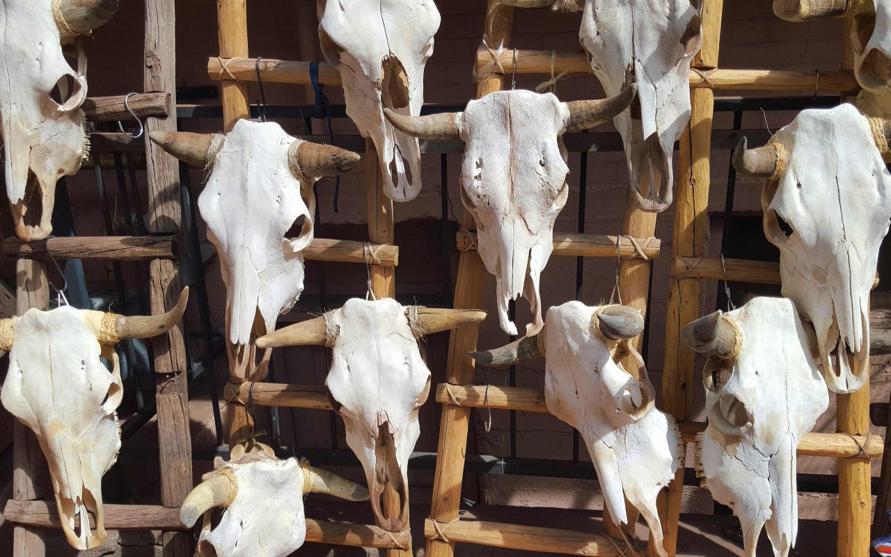 teschi di mucche al mercato di santa fe (new mexico, stati uniti)