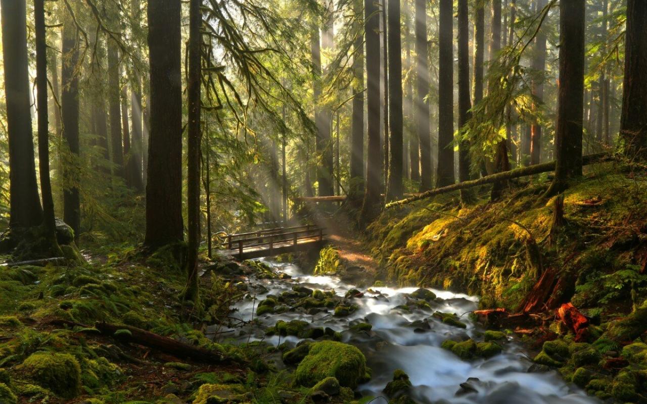 ruscello tra le foreste dell'olympic national park (washington, stati uniti)