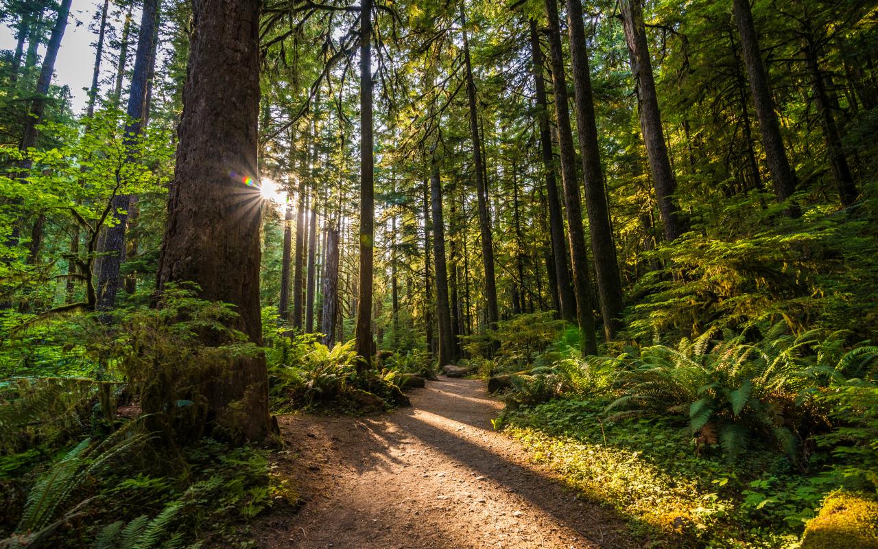 sentiero tra i boschi dell'olympic national park (washington, stati uniti)