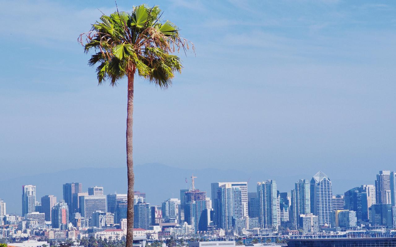 skyline di san diego con palma in primo piano (california, stati uniti)