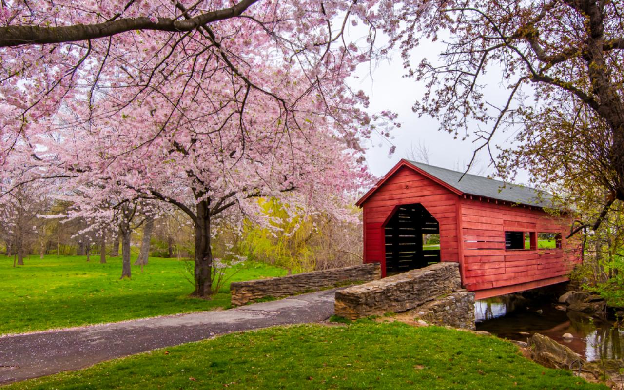 ponte coperto tra alberi in fiore (maryland, stati uniti)
