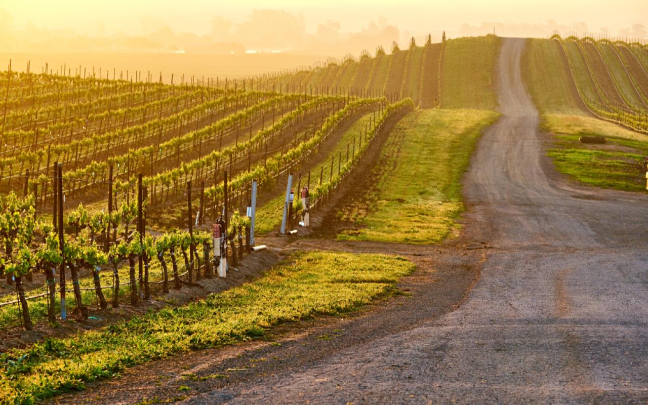 strada tra i vigneti americani (oregon, stati uniti)