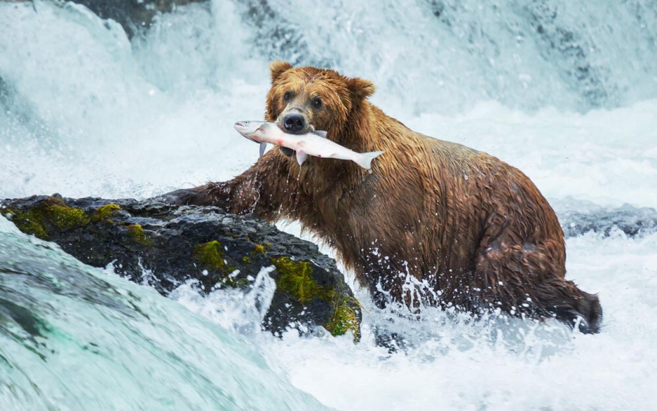 orso che pesca i salmoni in un torrente in alaska (alaska, stati uniti)