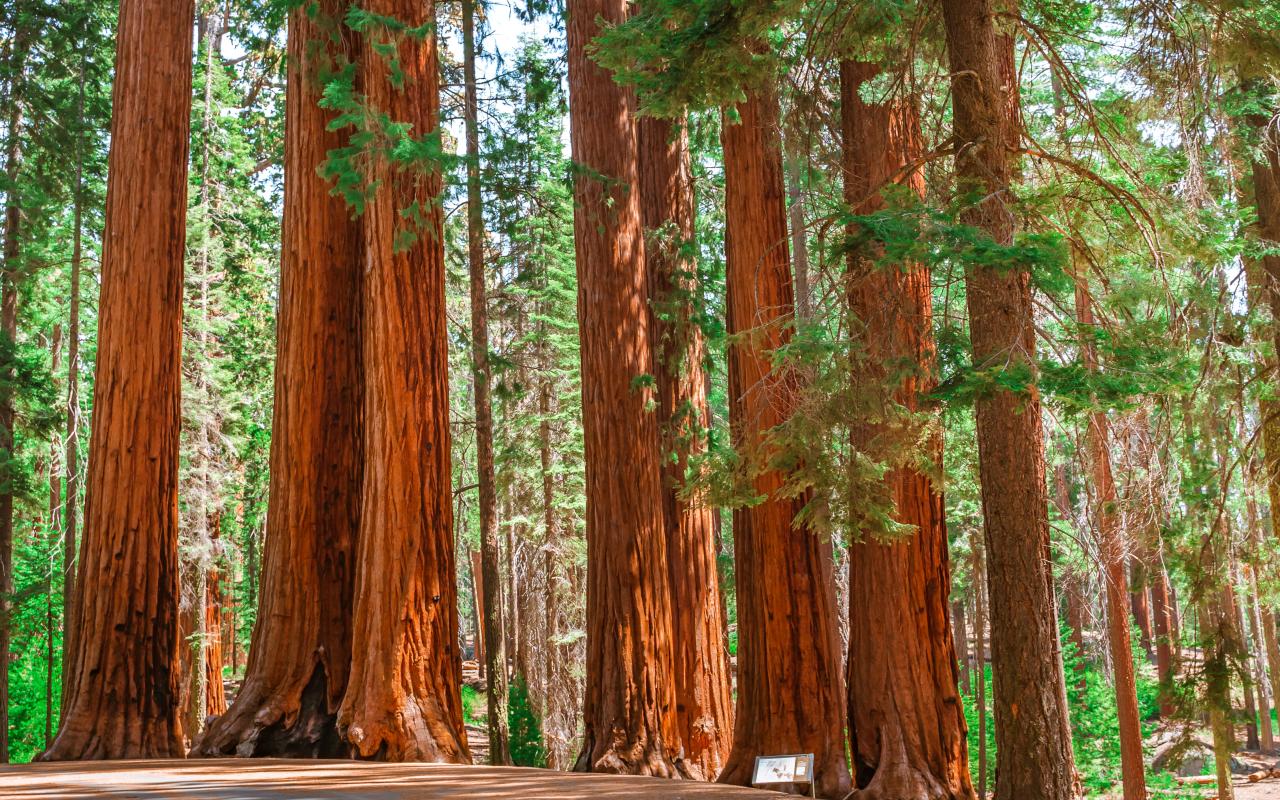 yosemite national park (california, stati uniti)