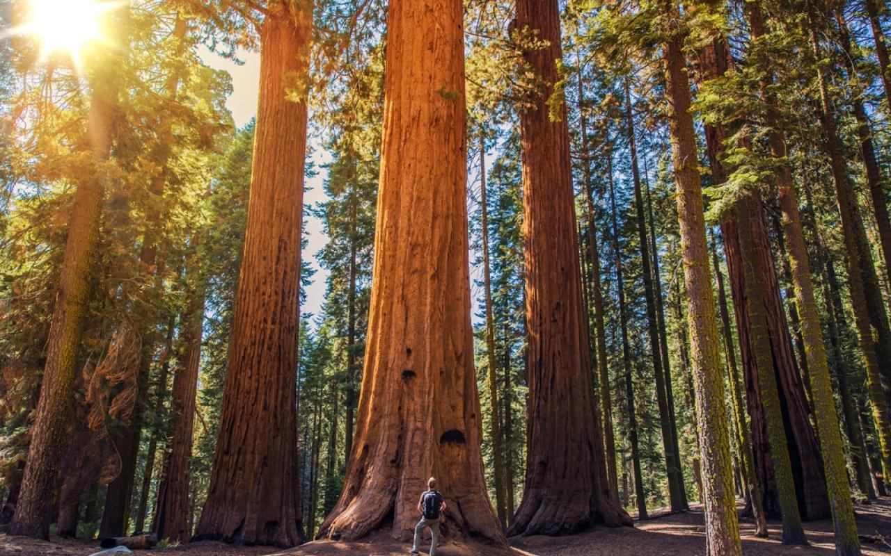 ragazzo in posa fotografica davanti alle giganti sequoie (california, stati uniti)