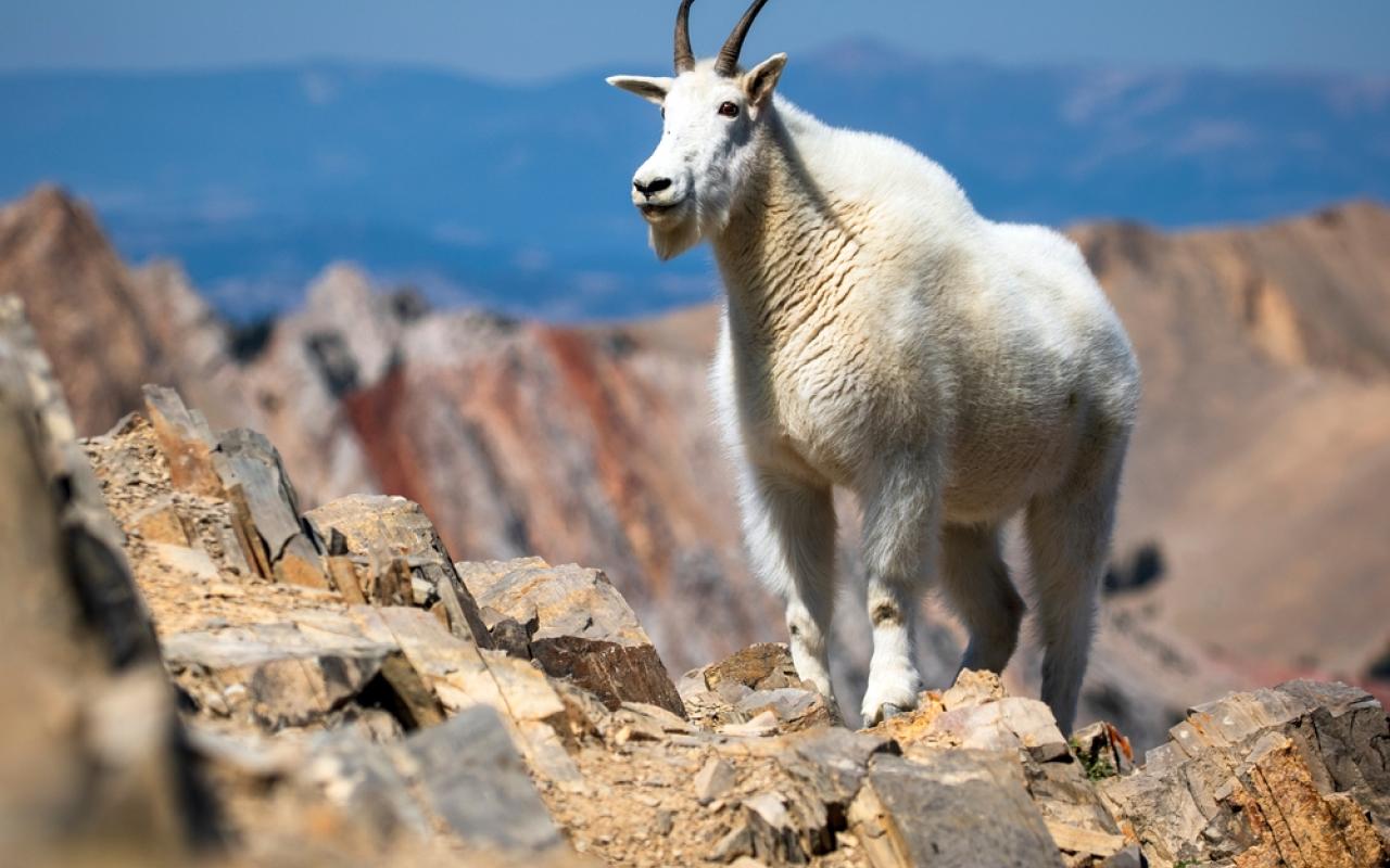 capra delle nevi in montana (montana, stati uniti)