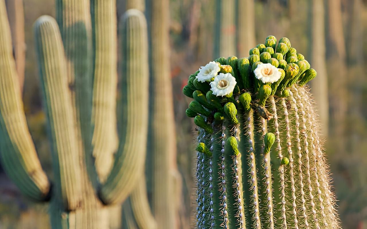 cactus al saguaro national park (arizona, stati uniti)