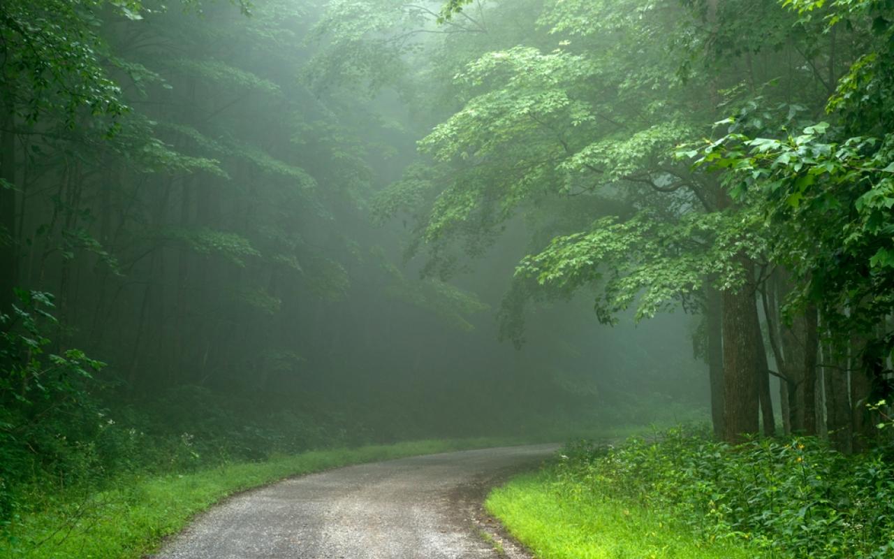 strada attraverso una zona boschiva (virginia, stati uniti)