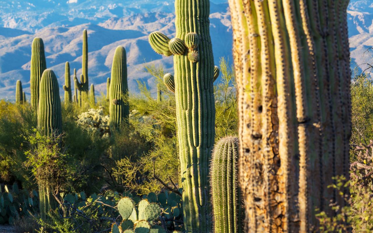 cactus al saguaro national park (arizona, stati uniti)