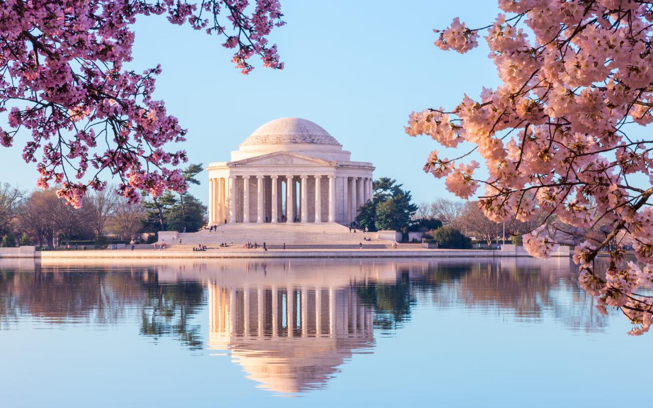 ciliegi in fiore al jefferson memorial a washington dc (district of columbia, stati uniti)