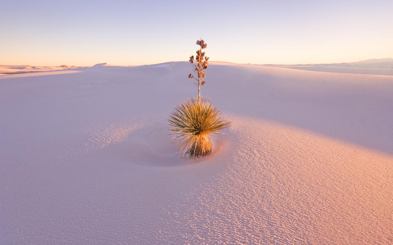 white sands national park all'alba (new mexico, stati uniti)