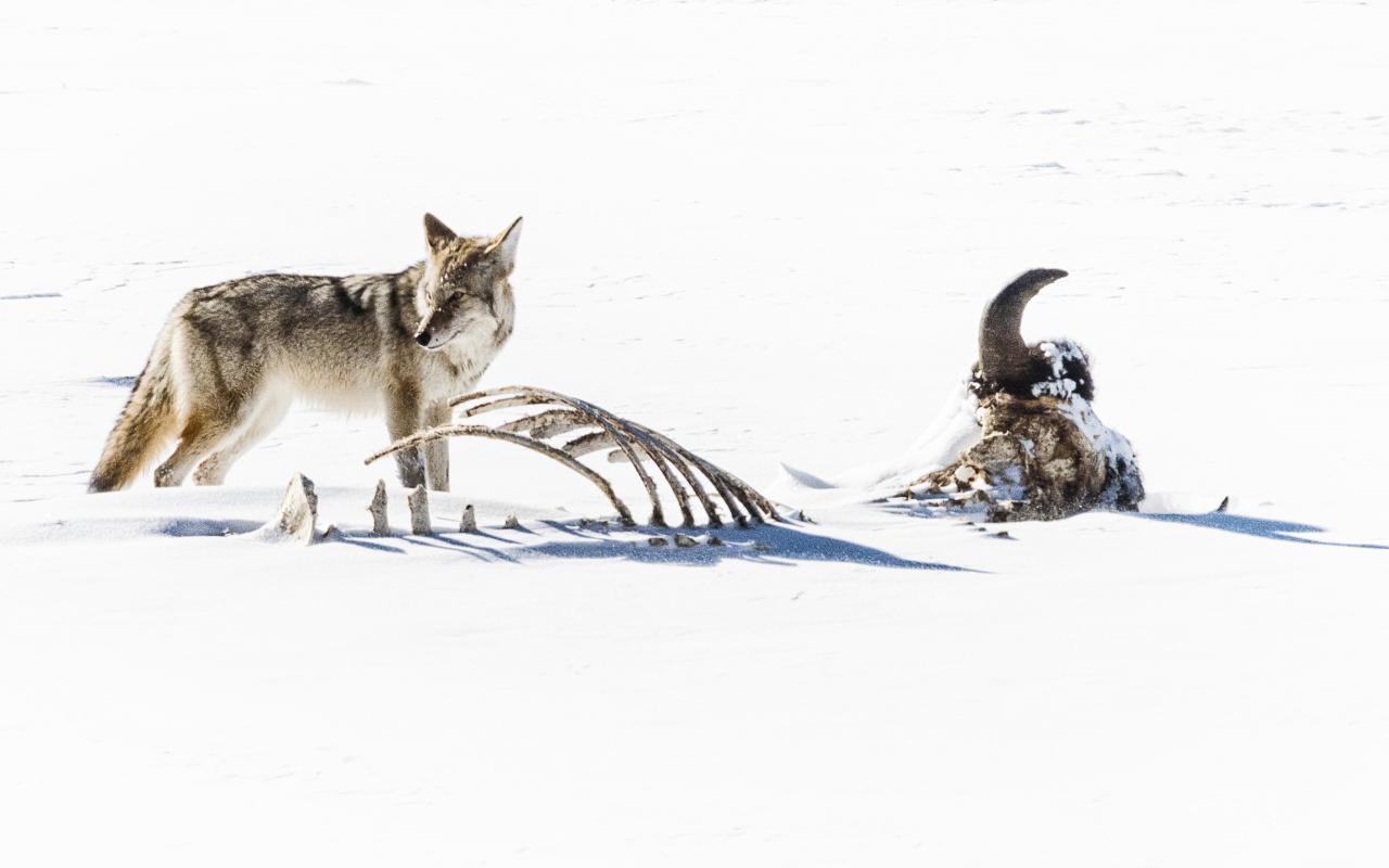 tour fotografico invernale a Yellowstone
