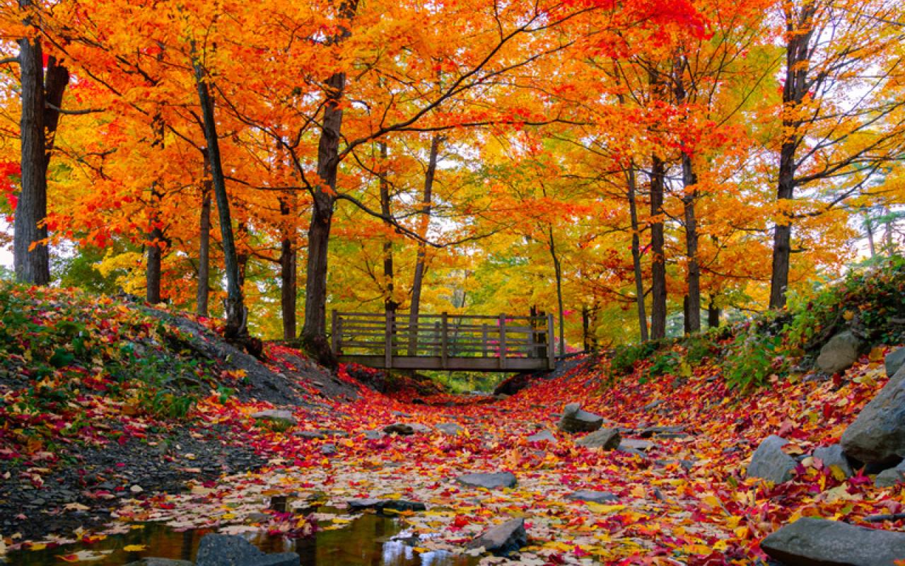 tour foliage New England, Stati Uniti