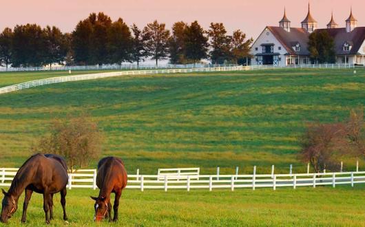 fattoria di cavalli a lexington in kentucky (kentucky, stati uniti)