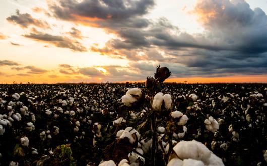 campi di cotone in mississippi (mississippi, stati uniti)