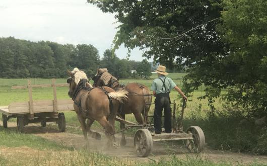uomo con cappello di paglia guida carro agricolo trainato da cavalli (indiana, stati uniti)