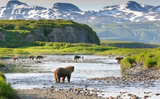 paesaggio e animali al katmai national park (alaska, stati uniti)