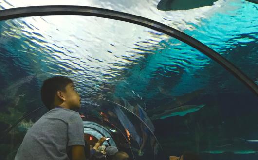incontro ravvicinato con gli squali all'acquario (california, stati uniti))