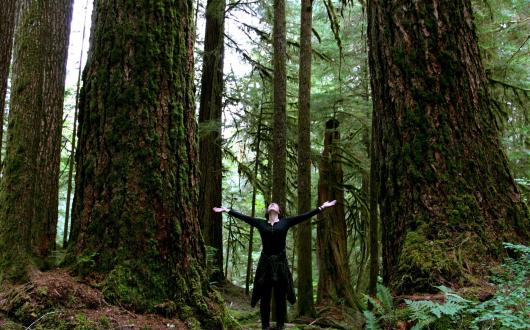 foresta di alberi antichi nell'olympic national park (washington, stati uniti)