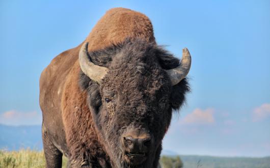 bisonte allo yellowstone national park (stati uniti, wyoming)