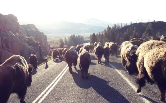 mandria di bisonti nel parco nazionale yellowstone (wyoming, stati uniti)