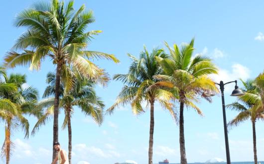 mare e palme in florida (florida, stati uniti)
