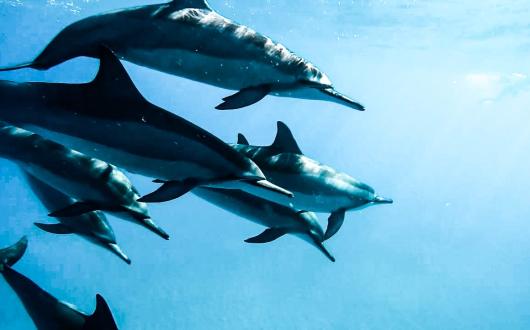 avvistamento di delfini alle hawaii (hawaii, stati uniti)
