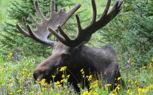 avvistamento alce al rocky mountain national park (colorado, stati uniti)