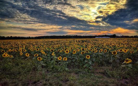 campo di girasoli (wisconsin, stati uniti)