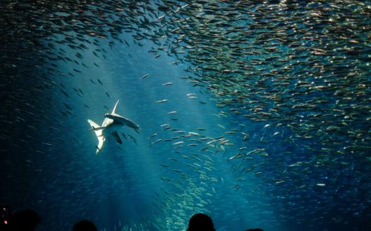 squalo in mezzo ad un branco di pesci nell'acquario della baia di monterey (california, stati uniti)