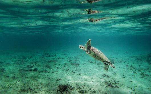 avvistamento di tartarughe marine nel mare a kauai  (hawaii, stati uniti)