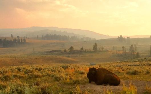 avvistamento di un bisonte nel parco yellowstone (wyoming, stati uniti)