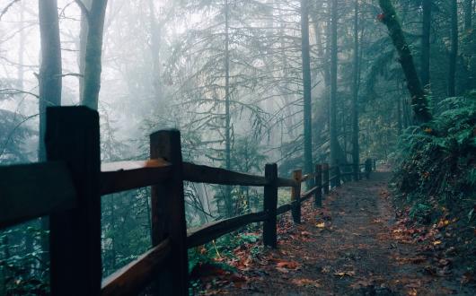 paesaggio naturale nebbioso (oregon, stati uniti)