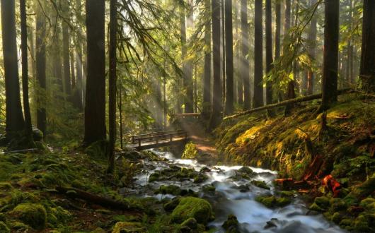 ruscello tra le foreste dell'olympic national park (washington, stati uniti)