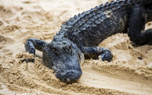 piccolo alligatore delle everglades (florida, stati uniti)