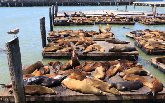 i leoni marini del pier 39 di san francisco (california, stati uniti)