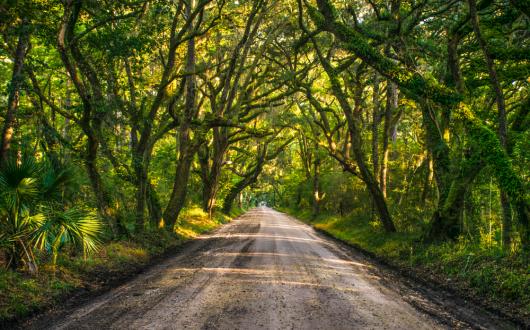 strada tra un tunnel di querce in south carolina (south carolina, stati uniti)