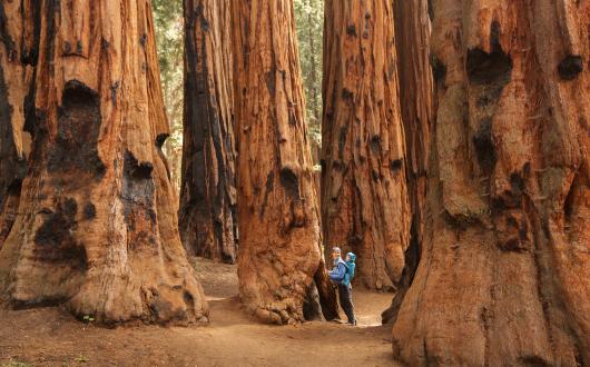 sequoie giganti allo yosemite national park (california, stati uniti)