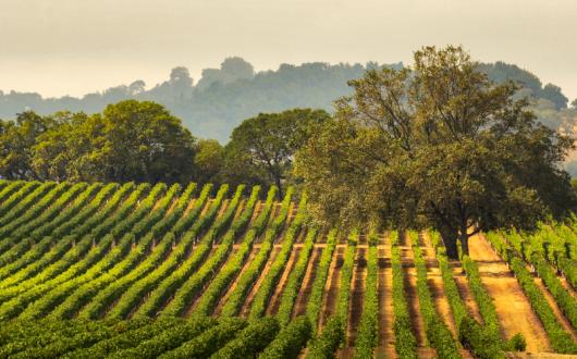 filari di vigneti americani (california, stati uniti)