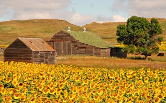 fattoria tra campo di girasole in north dakota (north dakota, stati uniti)