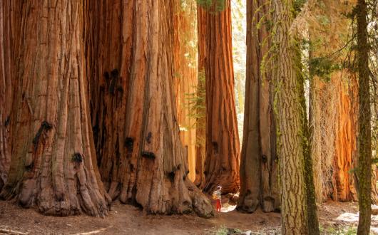 sequoie giganti al sequoia national park (california, stati uniti)
